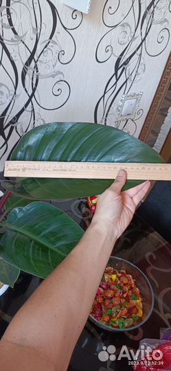 Филодендрон