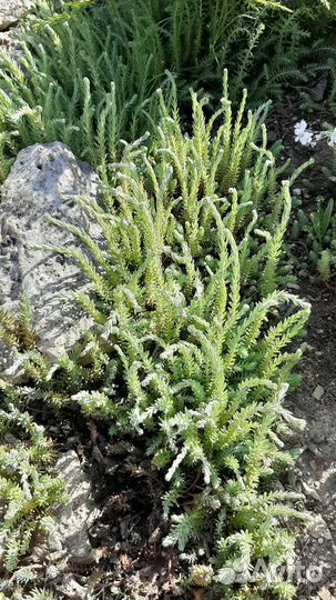 Каменная роза