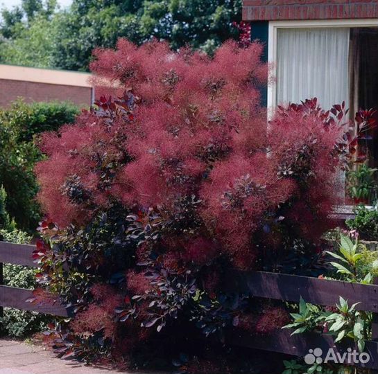 Скумпия саженцы