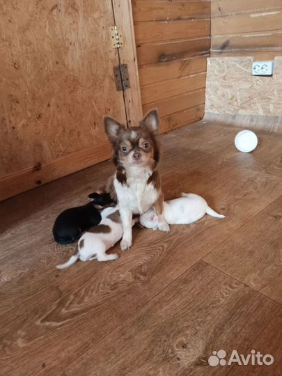 Щенки чихуахуа мини