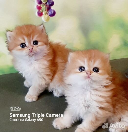 Золотая британская кошечка ny12