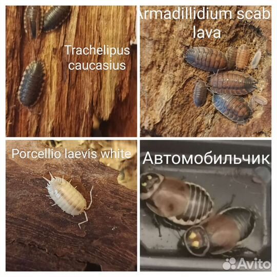 Мокрицы, раки, тараканы