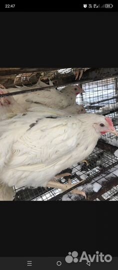 Куры молодки несушки