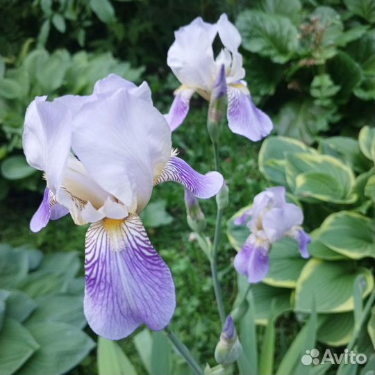 Ирисы