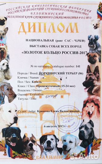 Элитный йоркширский терьер для вязки