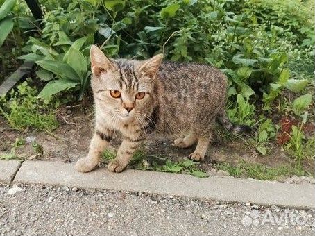 Стерилизованная кошечка мини в добрые руки