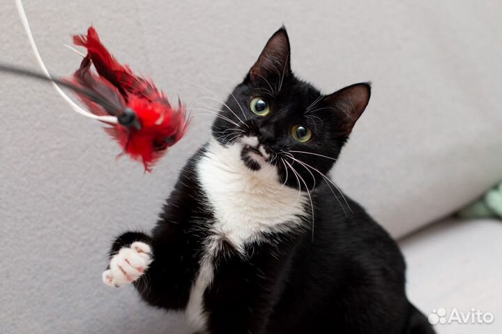 Кошечка Ксения