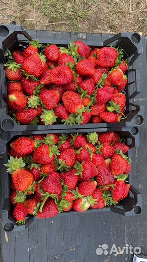 Клубника свежая оптом