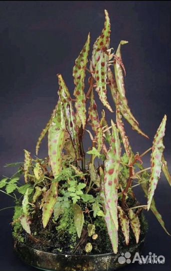 Домашние растения