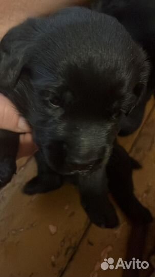 Щенки лабрадора