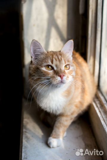 Кошечка Лапа