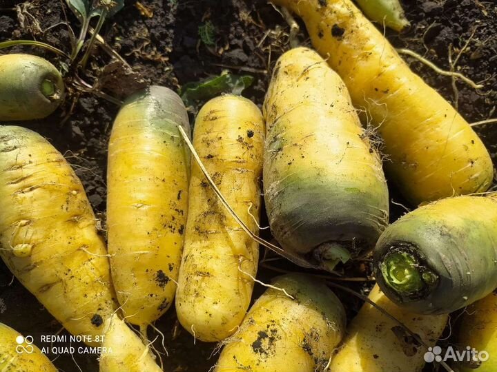 Продам морковь