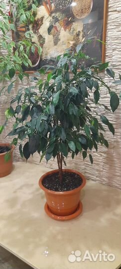 Фикус бенджамина большой