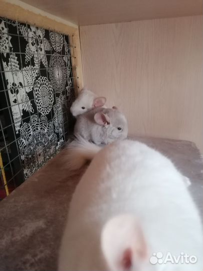 Шиншиллы с витриной
