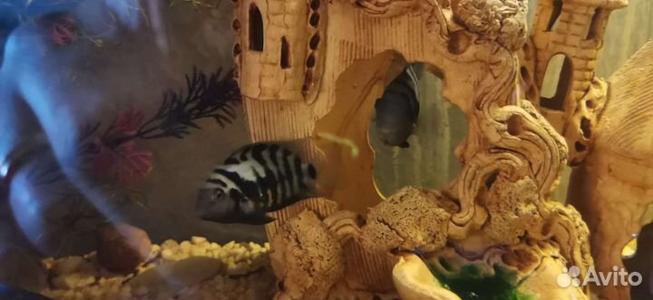 Аквариумные рыбки