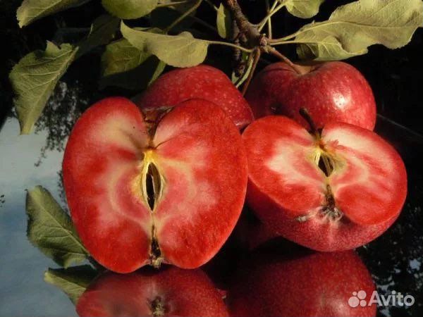 Яблоня декоративная