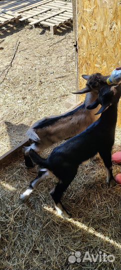 Альпийские козлики