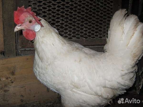 Куры несушки Белореченские