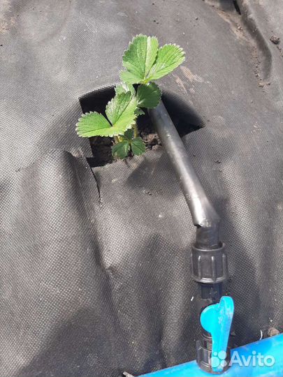 Лента для капельного полива