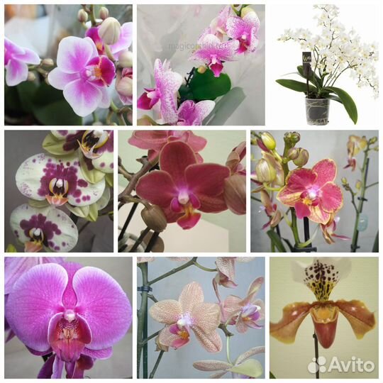 Орхидея фаленопсис сортовые