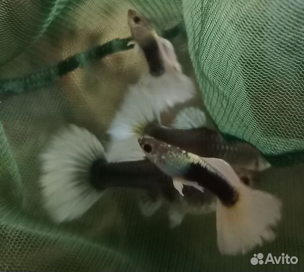 Канадские гуппи, чистая линия