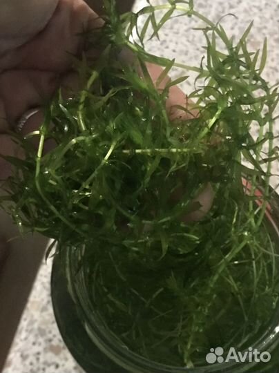 Растения для аквариума