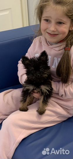 Щеночек йорк