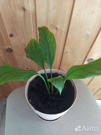 Спатифиллум