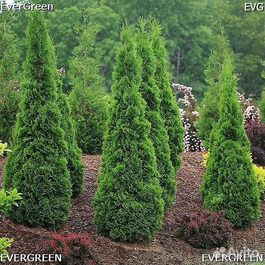 Туи для изгороди