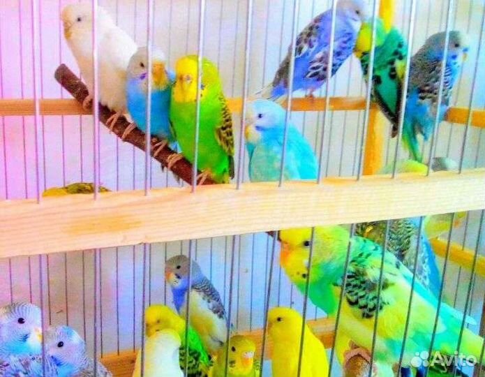 Волнистые Попугаи