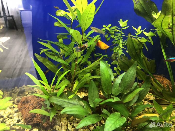 Аквариумные растения, креветки вишни