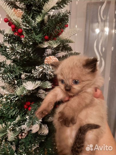 Тайские котята