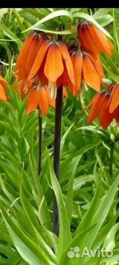 Редкие луковичные