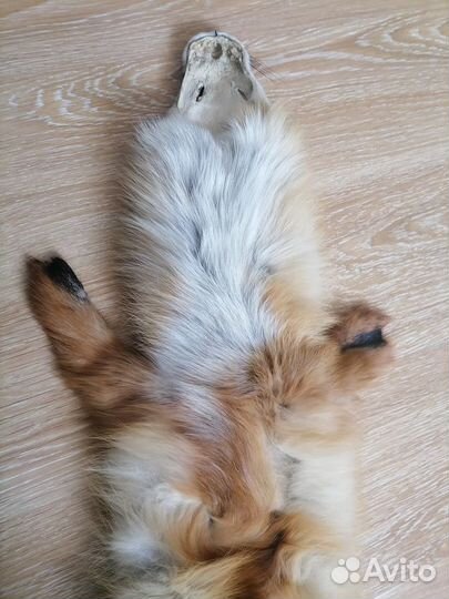 Воротник лисий