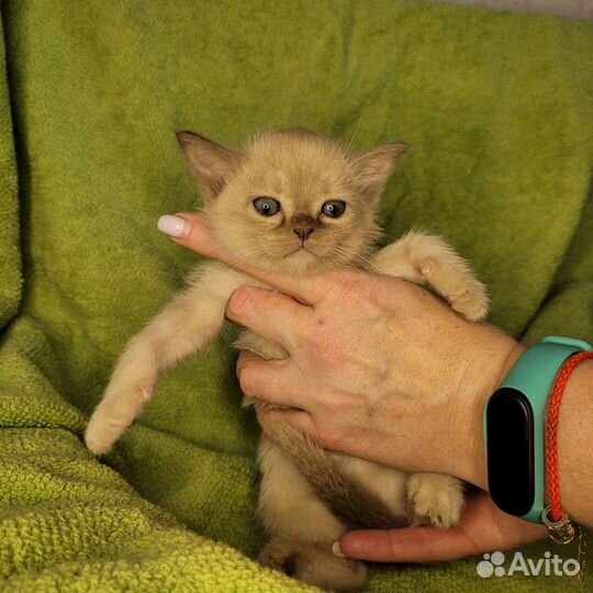 Малыши бурманские