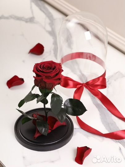 Роза бордовая в колбе.Красавица и чудовище