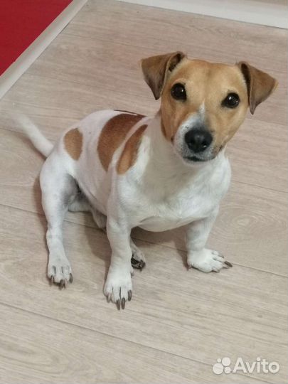 Вязка джек Рассел терьер