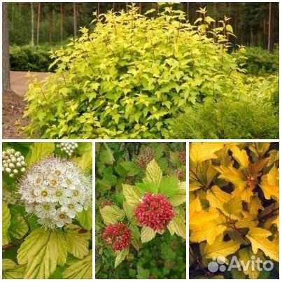 Пкузыреплодник (саженцы с зкс 3 года)