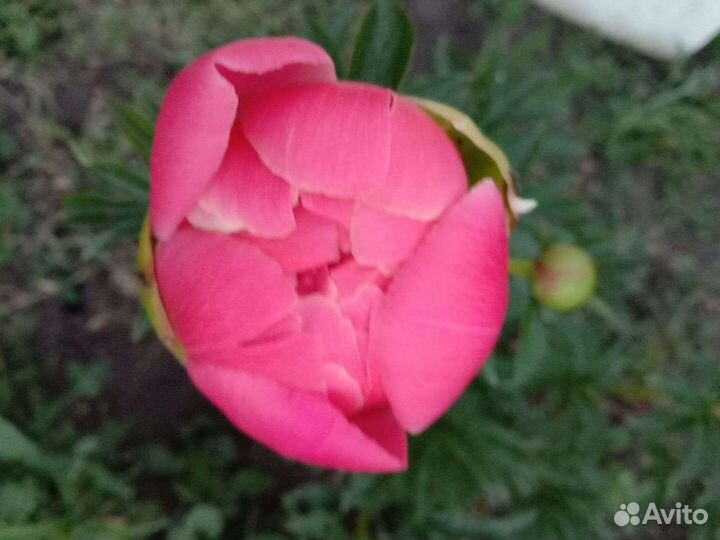 Пион коралловый