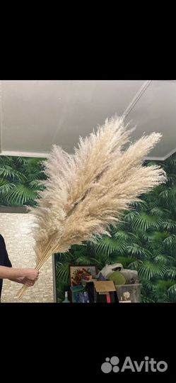 Пампасная трава