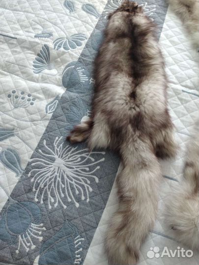 Песец шкурка