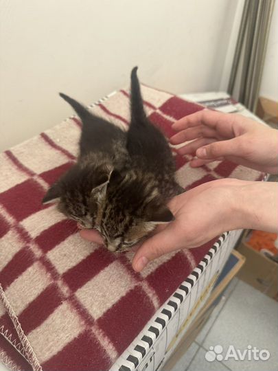 Котята в добрые руки 1 месяц