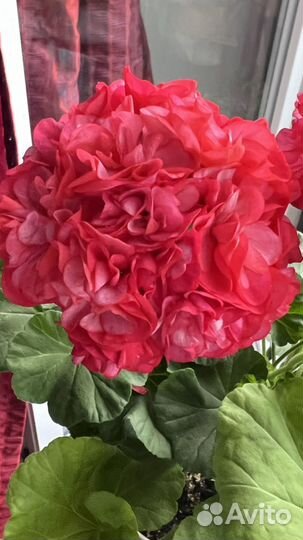 Пеларгония герань сортовая