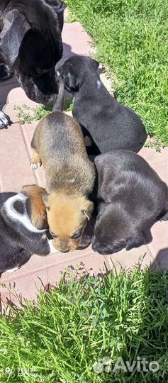 Американский стаффордширский терьер помесь