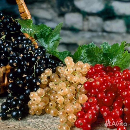 Смородина разные сорта