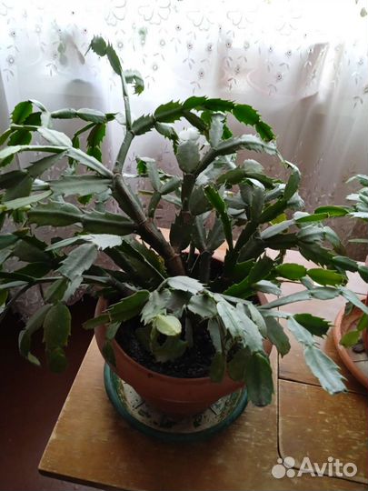 Комнатные растения