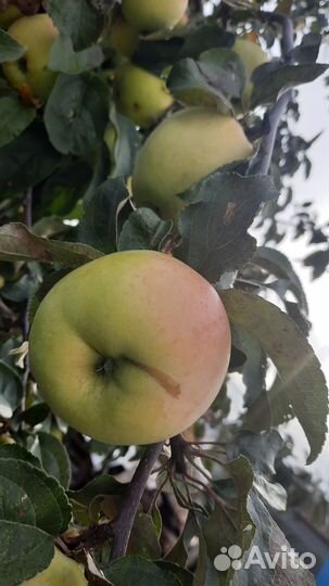 Продам антоновку со своего сада с доставкой