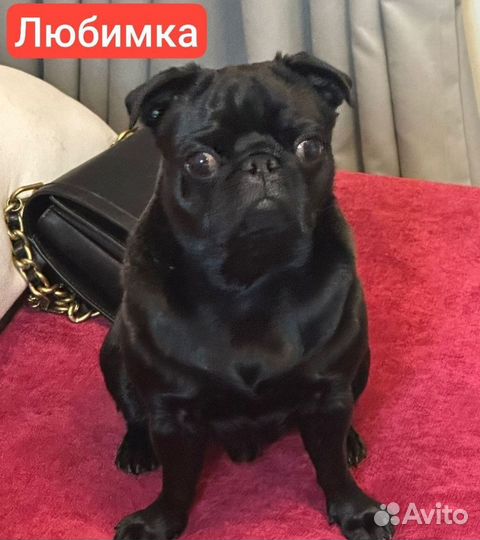 Черный мопс, вязка