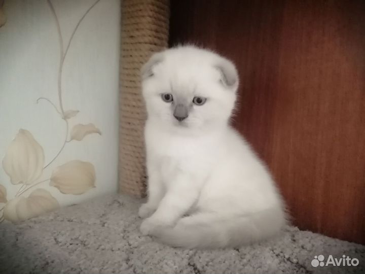 Шотландские котята