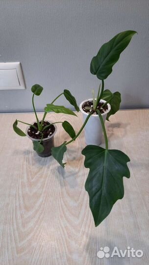 Филодендрон радиатум